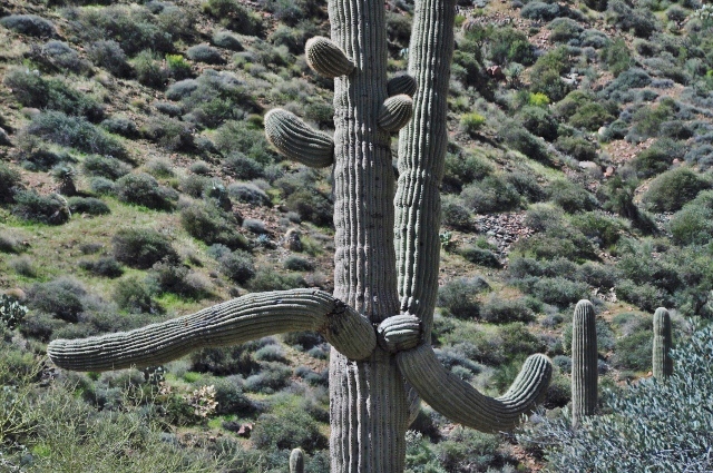 healthy cactus
